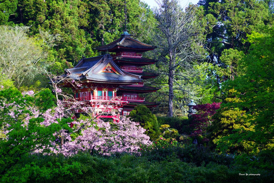tea garden, Japanese tea garden, Japanese garden, Zen garden, tea plantation, Darjeeling tea garden, Assam tea garden, herbal tea garden, tea garden design, tea garden ideas, tea house, tea ceremony, tea garden plants, backyard tea garden
