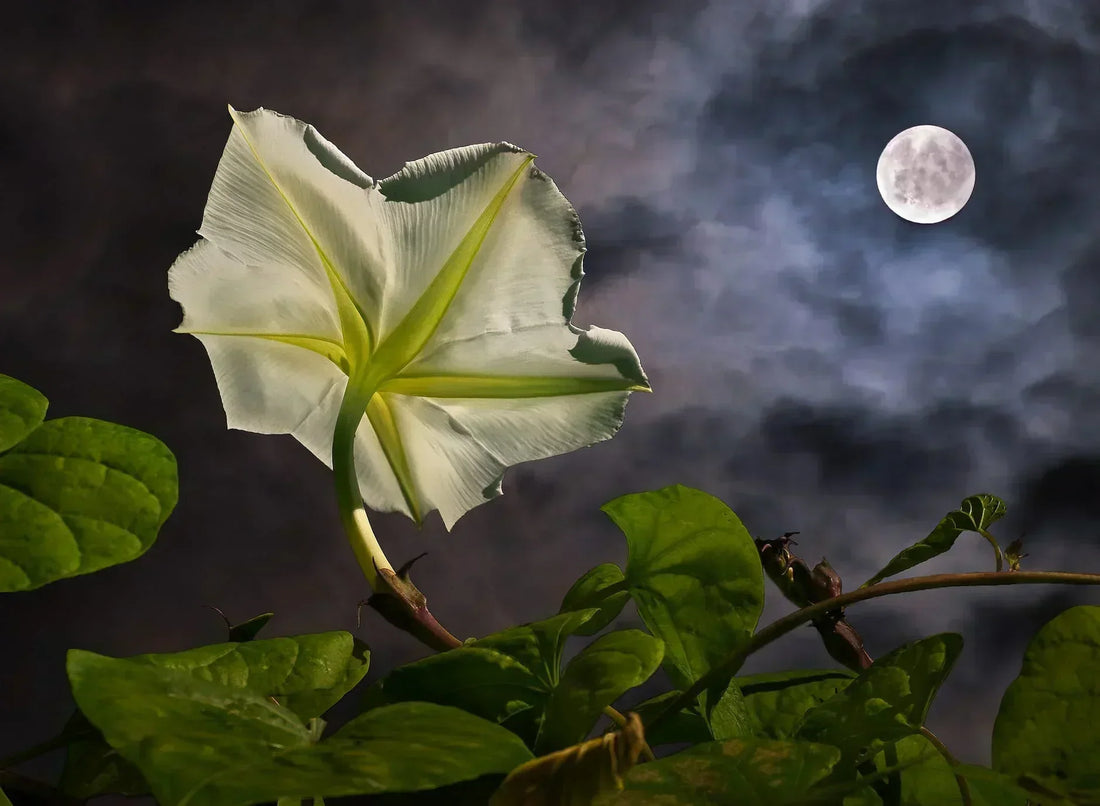 moon garden, moon garden ideas, moon garden plants, night blooming flowers, white flowers for night garden, moonlight garden, night garden, evening garden, fragrant flowers, night blooming jasmine, moonflower vine, evening primrose
