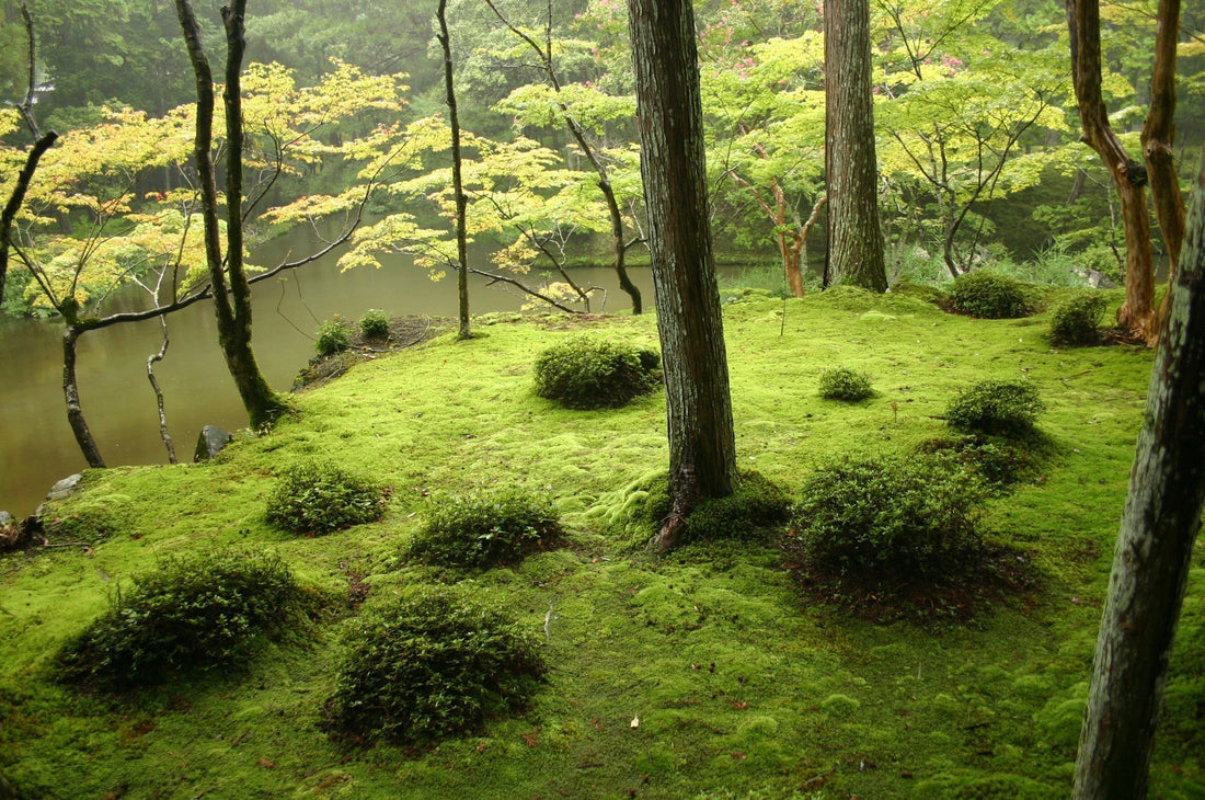 zen garden, japanese rock garden, japanese dry garden, karesansui, zen garden ideas, mini zen garden, zen garden design, how to make a zen garden, japanese garden, raked gravel