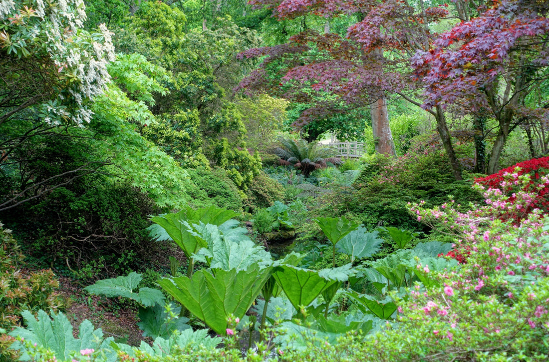 woodland garden, woodland garden ideas, woodland garden design, how to create a woodland garden, woodland plants, shade garden plants, native woodland plants, ferns for shade, hosta for shade, rhododendron, azalea