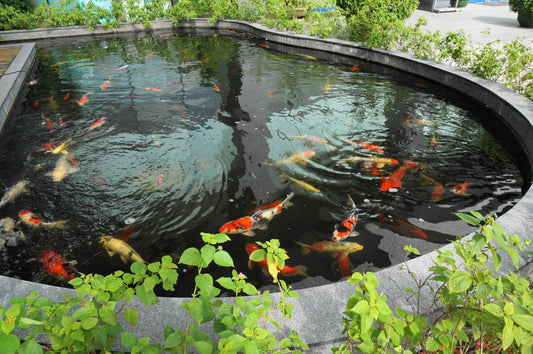 koi pond, backyard pond, garden pond, pond filtration, pond maintenance, UV sterilizer, water pump, bottom drain, pond skimmer, biological filter, mechanical filtration, pond ecosystem