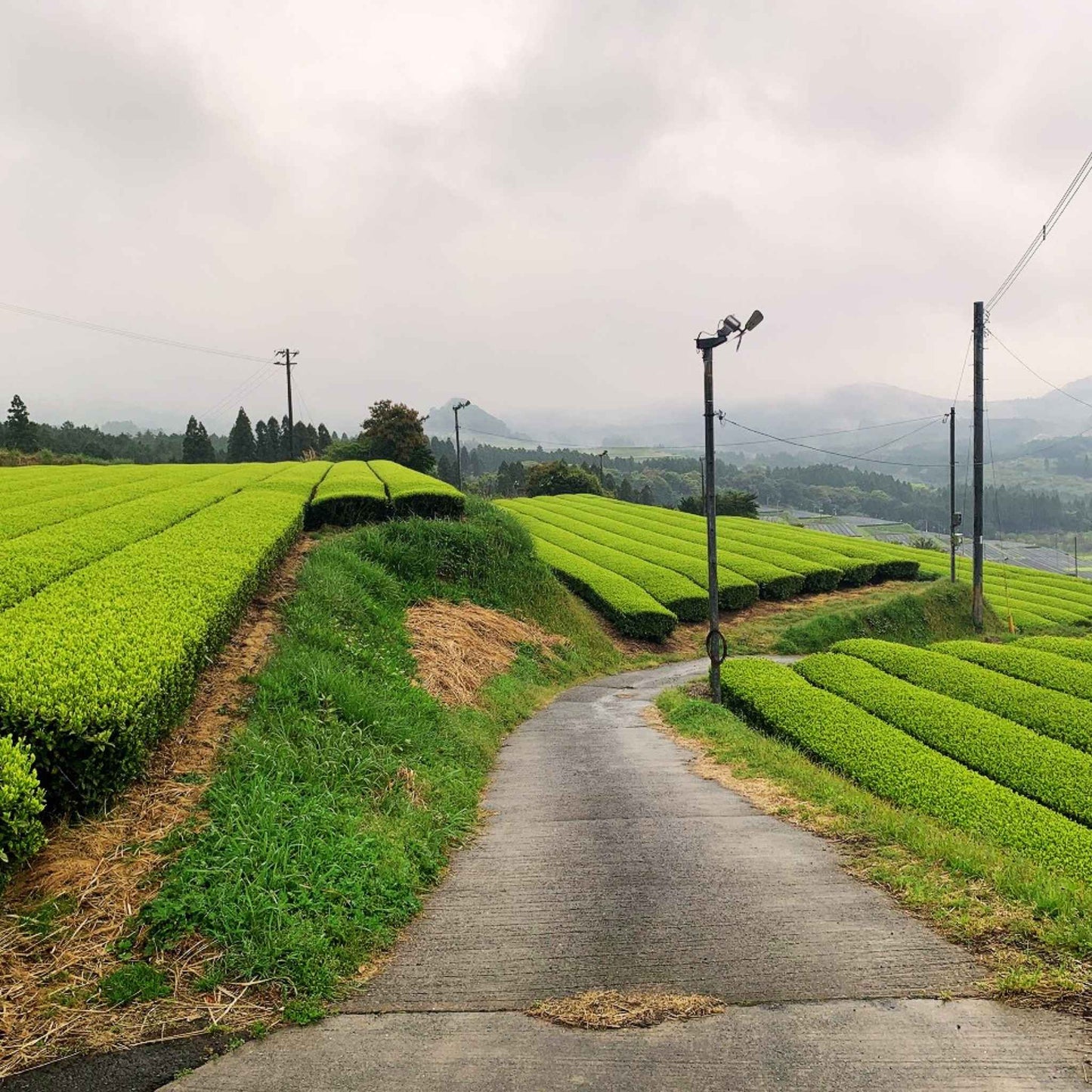 matcha, matcha powder, matcha green tea, matcha farm, Kagoshima matcha, Kagoshima tea, Kagoshima green tea, Kagoshima tea farm, single-origin matcha, ceremonial grade matcha, organic Kagoshima matcha, volcanic soil matcha, Shincha, Tencha, Yabukita, Yutakamidori, Saemidori, first flush matcha, mineral-rich soil, volcanic ash soil