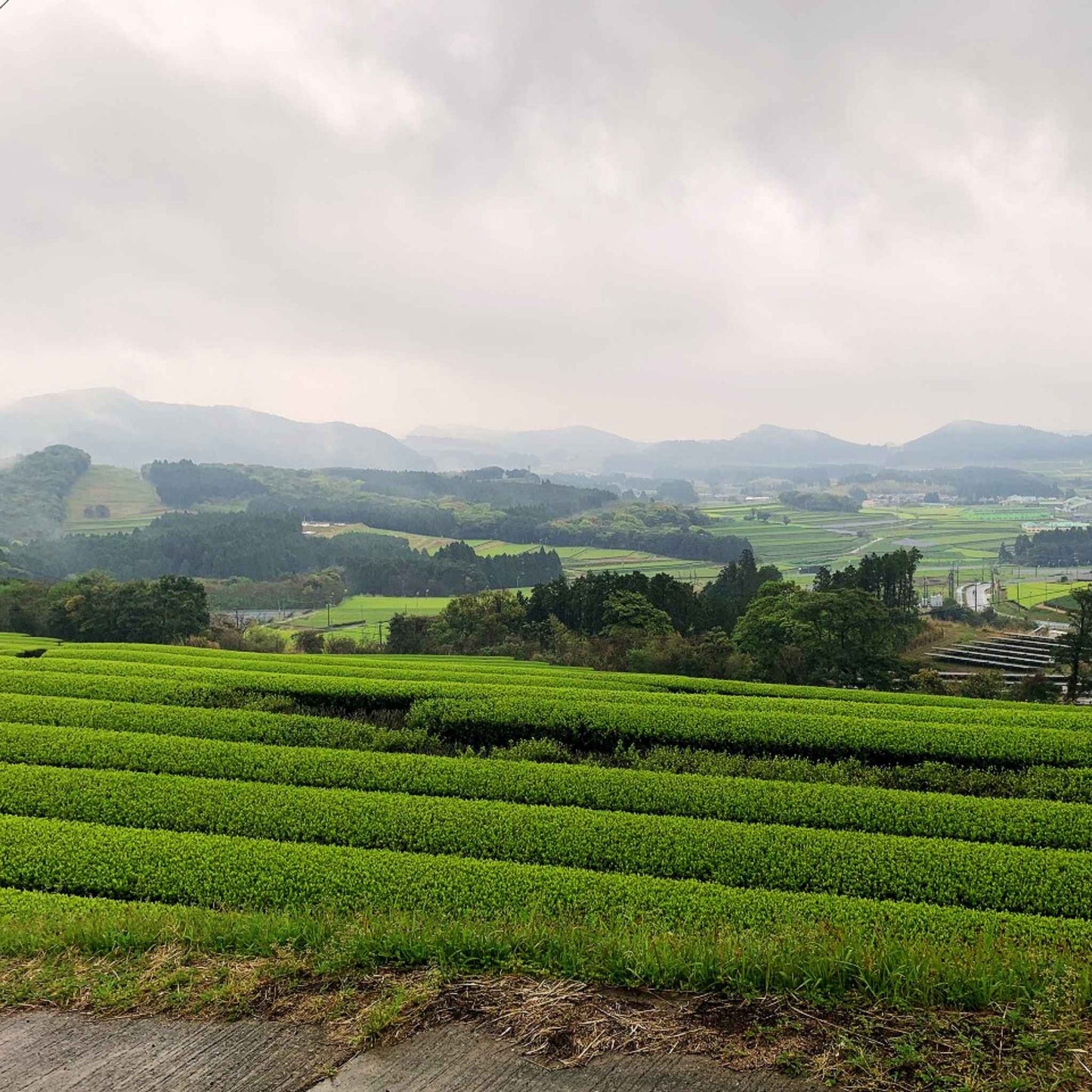 matcha, matcha powder, matcha green tea, matcha farm, Kagoshima matcha, Kagoshima tea, Kagoshima green tea, Kagoshima tea farm, single-origin matcha, ceremonial grade matcha, organic Kagoshima matcha, volcanic soil matcha, Shincha, Tencha, Yabukita, Yutakamidori, Saemidori, first flush matcha, mineral-rich soil, volcanic ash soil