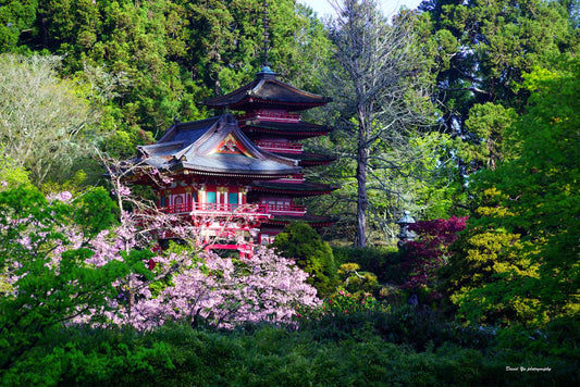 tea garden, Japanese tea garden, Japanese garden, Zen garden, tea plantation, Darjeeling tea garden, Assam tea garden, herbal tea garden, tea garden design, tea garden ideas, tea house, tea ceremony, tea garden plants, backyard tea garden