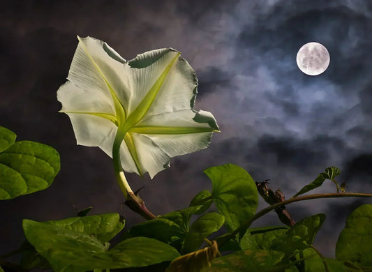 moon garden, moon garden ideas, moon garden plants, night blooming flowers, white flowers for night garden, moonlight garden, night garden, evening garden, fragrant flowers, night blooming jasmine, moonflower vine, evening primrose