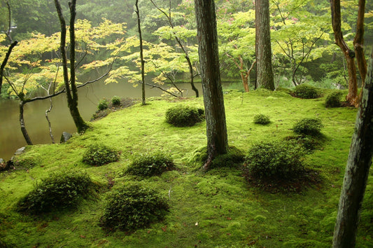 zen garden, japanese rock garden, japanese dry garden, karesansui, zen garden ideas, mini zen garden, zen garden design, how to make a zen garden, japanese garden, raked gravel